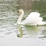 National Flag Video Download, Bird, Lake, Water, Egret, Wildlife