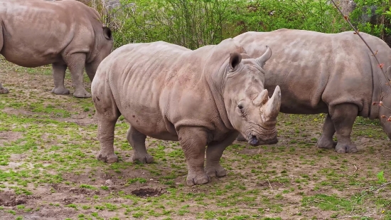 Natur Video Download, Rhinoceros, Odd-toed Ungulate, Ungulate, Mammal, Placental