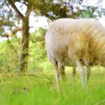 Natural Background Video Download, Simpleton, Sheep, Ram, Wildlife, Grass