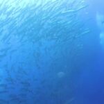 Natural Scenery Video Download, Marine, Sea, Ocean, Water, Fish