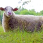 Natural Scenery Videos Free Download, Simpleton, Lamb, Sheep, Lambkin, Farm