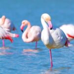 Nature Background Video Effects Hd, Flamingo, Wading Bird, Aquatic Bird, Bird, Wildlife