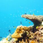 Nature Beauty Videos Free Download, Coral Reef, Reef, Underwater, Coral, Fish