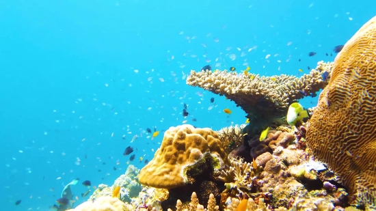 Nature Beauty Videos Free Download, Coral Reef, Reef, Underwater, Coral, Fish