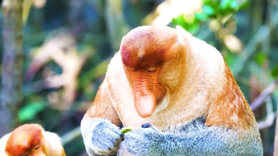 Nature Footage Free Download, Proboscis Monkey, Monkey, Primate, Cute, Wildlife