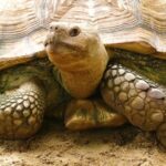 Nature Free Download Video, Turtle, Reptile, Terrapin, Slow, Mud Turtle