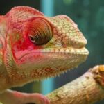 Nature Long Video Free Download, Chameleon, Person, Lizard, Animal, Reptile