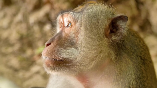 Nature Royalty Free Video, Macaque, Monkey, Primate, Wildlife, Ape