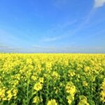 Nature Stock Videos, Rapeseed, Oilseed, Seed, Field, Rural