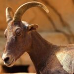 Nature Video Background Download, Wildlife, Ibex, Deer, Antelope, Wild