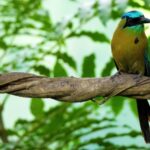 Nature Video Download Hd, Bee Eater, Bird, Wildlife, Beak, Feather