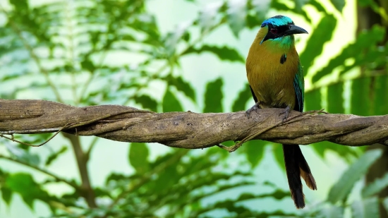 Nature Video Download Hd, Bee Eater, Bird, Wildlife, Beak, Feather