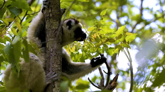 Nature Video Free Copyright, Giant Panda, Primate, Lemur, Mammal, Wildlife