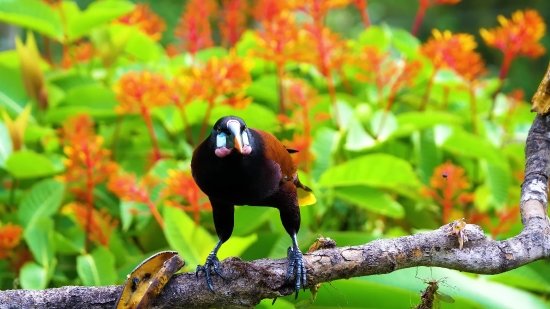 Nature Wallpaper Video Clips Download, Peacock, Bird, Ladybug, Insect, Wildlife