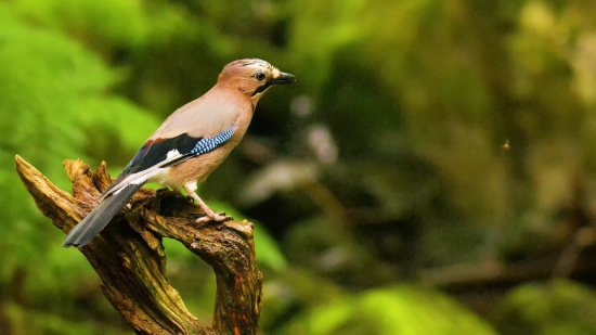 Nba Clips For Edits, Jay, Bird, Wildlife, Beak, Feather