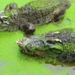 Ncs Background Music For Youtube, Alligator, Crocodile, Reptile, Water, Wildlife