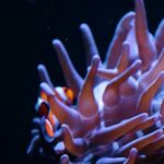 Neon Effect Video Free Download, Sea Anemone, Invertebrate, Anemone Fish, Sea Slug, Gastropod