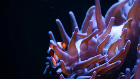 Neon Effect Video Free Download, Sea Anemone, Invertebrate, Anemone Fish, Sea Slug, Gastropod