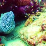 Neon Stock Footage, Eel, Fish, Underwater, Coral, Reef