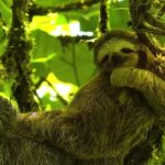 Neon Stock Video, Three-toed Sloth, Sloth, Mammal, Wildlife, Monkey