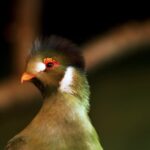 New Background Video Download, Bird, Beak, Wildlife, Feather, Nightingale