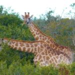 New Video Free Download, Giraffe, Wildlife, Animal, Wild, Mammal