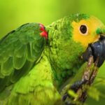 News Background Stock Video, Macaw, Bird, Parrot, Beak, Tropical