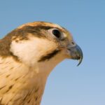 News Background Video Download, Falcon, Hawk, Bird, Bird Of Prey, Beak