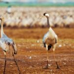 News Background Video Free, Crane, Wading Bird, Aquatic Bird, Bird, Wildlife