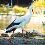 News Video Background Download, White Stork, Stork, Wading Bird, Bird, Aquatic Bird