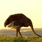 News Video Free Download, Ostrich, Bird, Animal, Wildlife, Wild