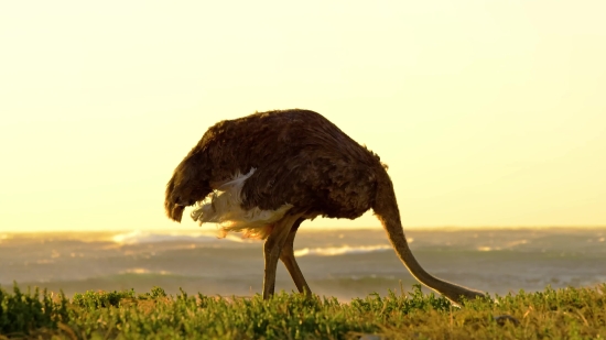 News Video Free Download, Ostrich, Bird, Animal, Wildlife, Wild