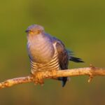 Newsroom Background Video Free Download, Bird, Wildlife, Beak, Feather, Wing