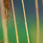 Neymar Clip, Plant, Grass, Horsetail, Field, Insect