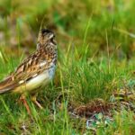 Nice Background For Video, Sparrow, Bird, Wildlife, Beak, Wild