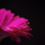 Night Sky Stock Video, Cactus, Plant, Flower, Petal, Pink