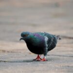 Night Stock Footage, Dove, Bird, Beak, Feather, Animal