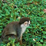 Night Video Clip, Squirrel Monkey, Monkey, Primate, Wildlife, Wild