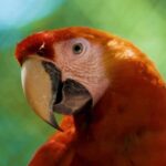 Nightclub Background Video Free, Macaw, Parrot, Bird, Beak, Animal