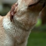 Nimia Footage, Hunting Dog, Dog, Retriever, Golden Retriever, Sporting Dog