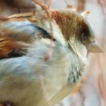 No Copyright Clips Download, Sparrow, Bird, Beak, Wildlife, Animal