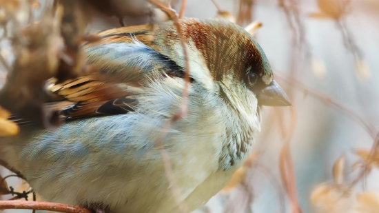 No Copyright Clips Download, Sparrow, Bird, Beak, Wildlife, Animal