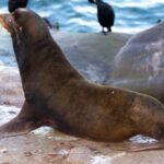 No Copyright Free Background, Sea Lion, Eared Seal, Seal, Water, Sea