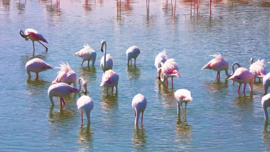 No Copyright Free Video Download, Flamingo, Wading Bird, Aquatic Bird, Bird, Lake