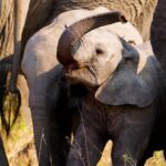 No Copyright Free Video Footage, Elephant, Mammal, Calf, Safari, Wildlife