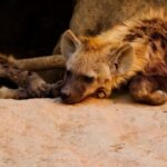 No Copyright Funny Clip, Hyena, Canine, Mammal, Wildlife, Wild