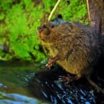 No Copyright Funny Video Clip, Beaver, Rodent, Mammal, Wildlife, Fur