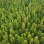 No Copyright Motion Background, Tree, Plant, Vascular Plant, Fir, Forest