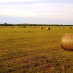 No Copyright Motion Background Video, Hay, Fodder, Feed, Field, Agriculture