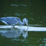 No Copyright Motion Graphics, Little Blue Heron, Heron, Wading Bird, Bird, Aquatic Bird